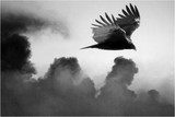by MIRZA AJANOVIC