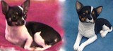 by Custom Pet Sculptures by Circe