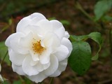 by Marie josé LAURIER