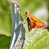 by Marie josé LAURIER