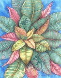 by Allison Kuehn