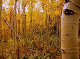 by Randy Schwanke