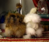 by Angie Waszkiewicz