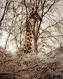 by deborah anne nero 