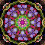 by Orchid Mandala