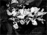 by Gabrielle Marie