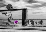 by Henrique Serra - rqserra