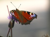 by Heli Aarniranta