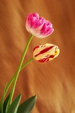 by Didi Baev