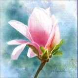 by Joan A Hamilton