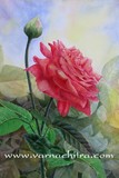 by Biju Mathew
