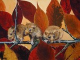 by Robin Woodford
