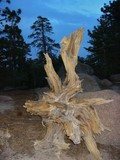 by Debra Kott