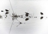 by Tak-Sek Chan