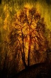 by Randi Grace Nilsberg