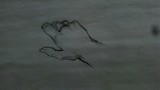 by Payal Shah