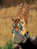 by Harry Eggens