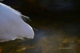 by Scott  Alexander Jack