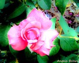 by Angela Brown