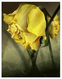 by derek cooper
