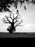 by David Duvel