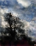 by DAVID GRIFFITHS