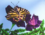 by Mylinda Crane