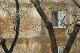 by Nikolay Semyonov