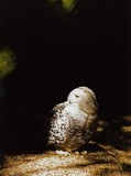 by Debbie Ironmonger