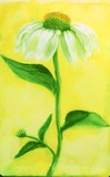 by Jeanie Chadwick