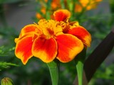 by Heli Aarniranta