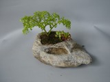 by Pedra Viva mini jardins