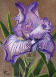 by Dixie Fowler
