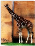 by Jill Whitehead