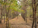 by Khazhak Drampyan