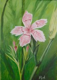by Rosanna DeShetler