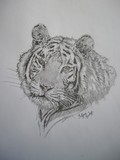 by Tiffani Lodge