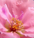 by Carol J. Hicks
