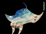by Pam Sheldon