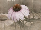 by Roxanne  Handelong 