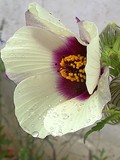 by Marie josé LAURIER