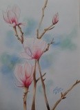 by Sara Radman yazar