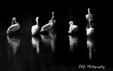 by Scott  Alexander Jack