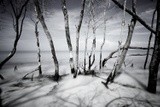 by jose JOPIZ pineiro