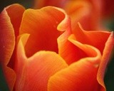by Zuzi Petals & Pics