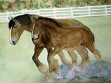 by Nancy Woolweber