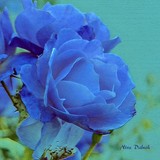 by Nira Dabush