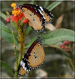 by Nira Dabush