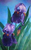 by Tanya Antimirova