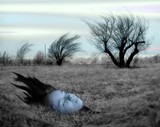 by Stevan Lund
